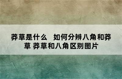 莽草是什么   如何分辨八角和莽草 莽草和八角区别图片